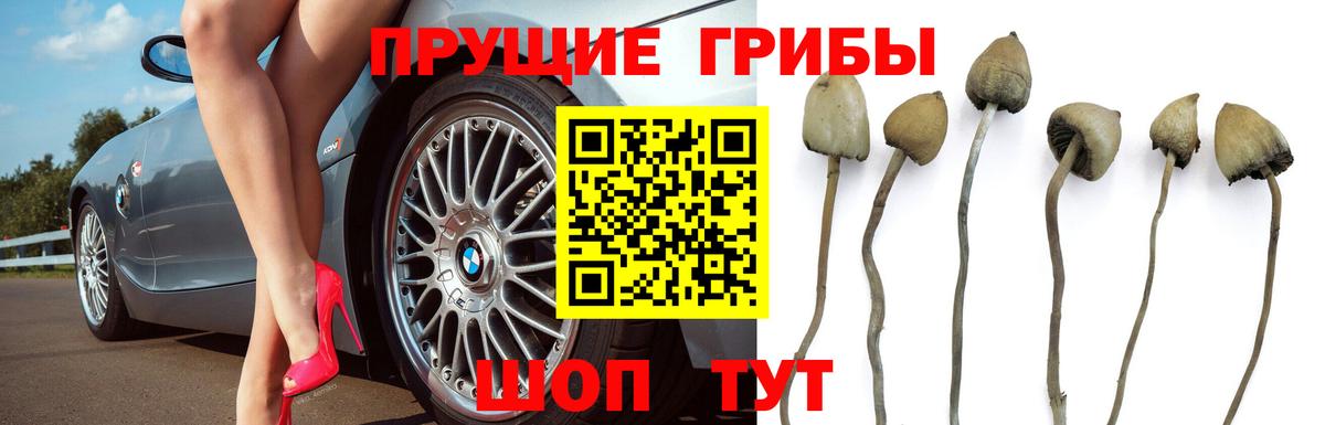 Галлюциногенные грибы ЛСД  Вход с VPN  Туапсе  Галлюциногенные грибы Psilocybe 